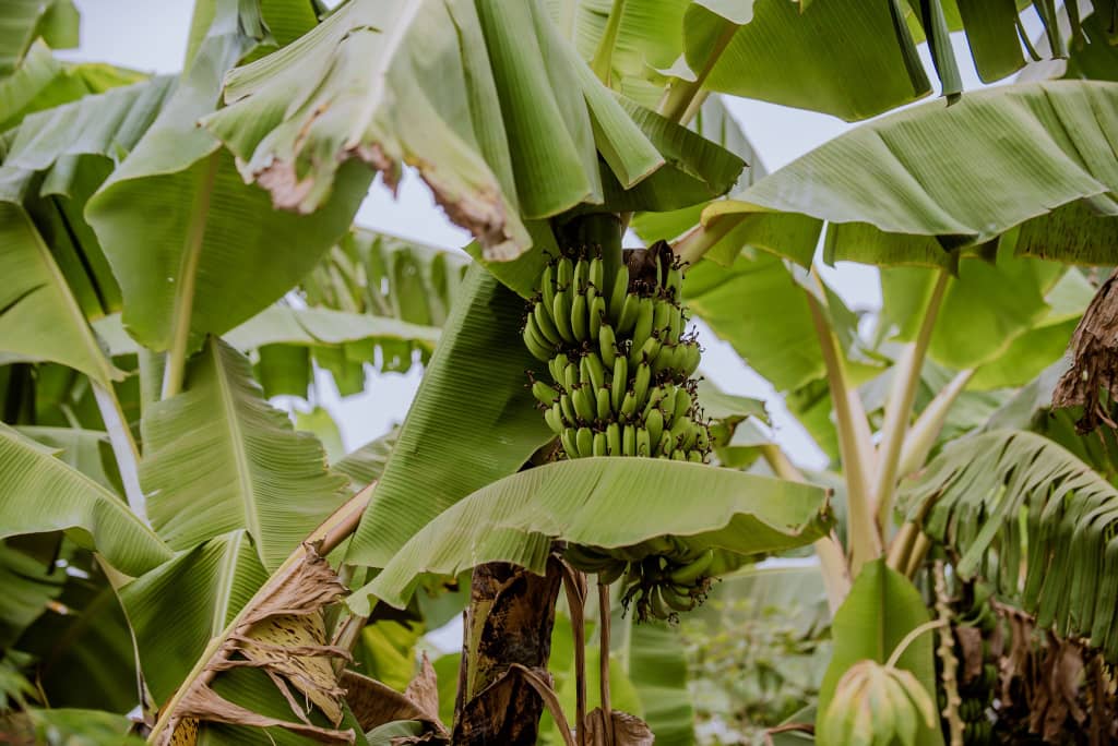 I² Foundation - Livestock