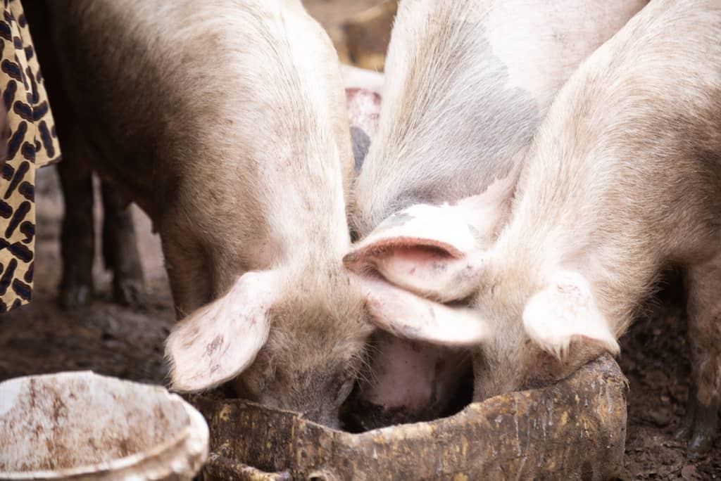 I² Foundation - Health Promotion